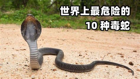 香港最毒的蛇